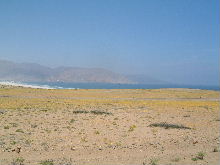 Blühende Wüste bei Chañaral